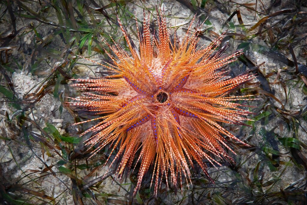 examples of radial symmetry in nature and its importance
