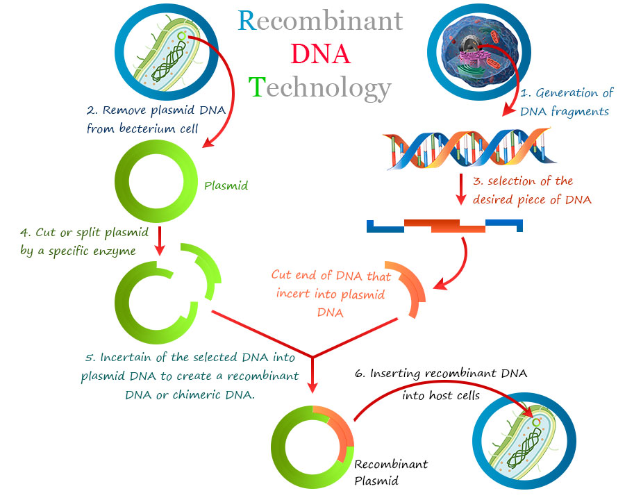 examples of recombinant dna in medicine and agriculture