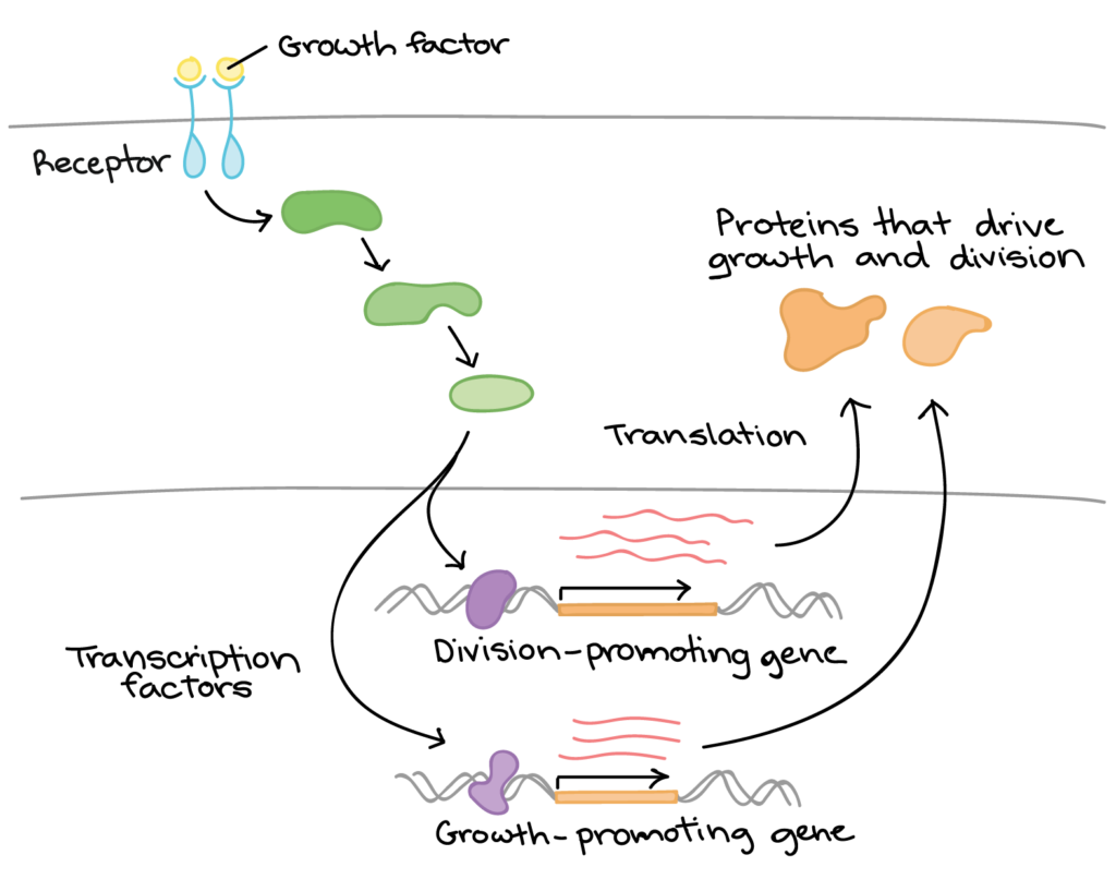 examples of regulatory genes in action explained