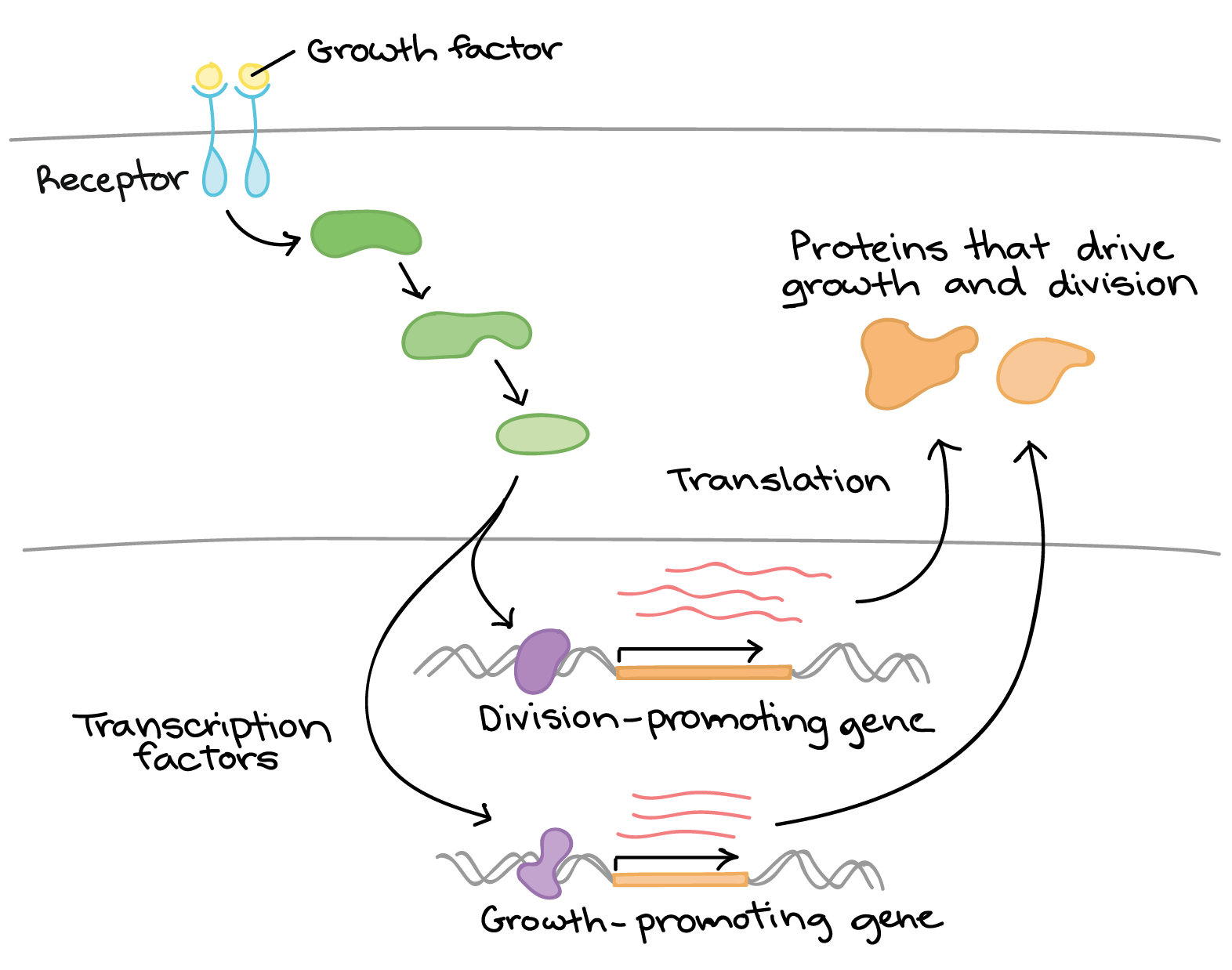 examples of regulatory genes in action explained