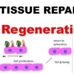 examples of repair or replacement of damaged cells explained