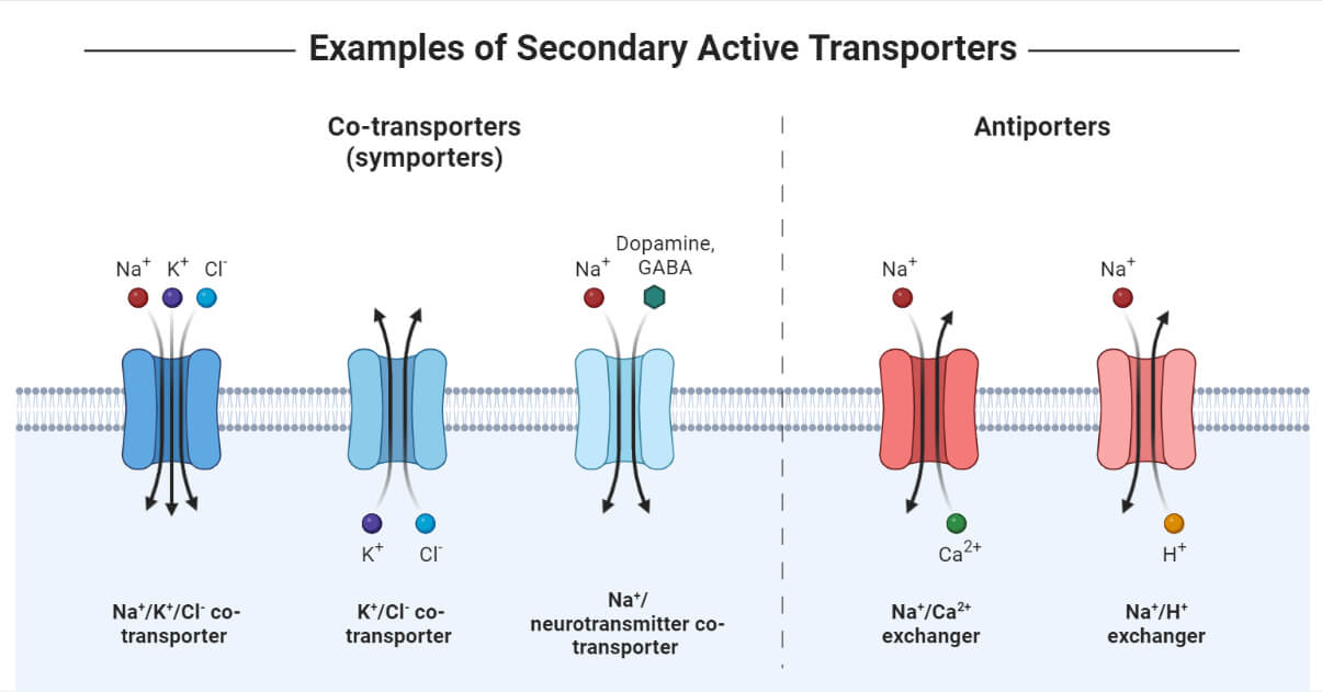 examples of secondary active transport in cellular functions