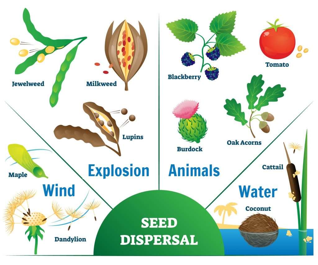 examples of seed dispersal choose three methods