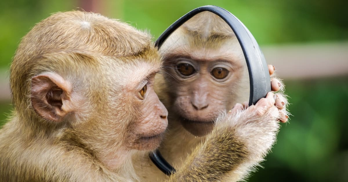 examples of sentient beings and their emotions