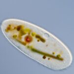 examples of single celled organisms and their importance