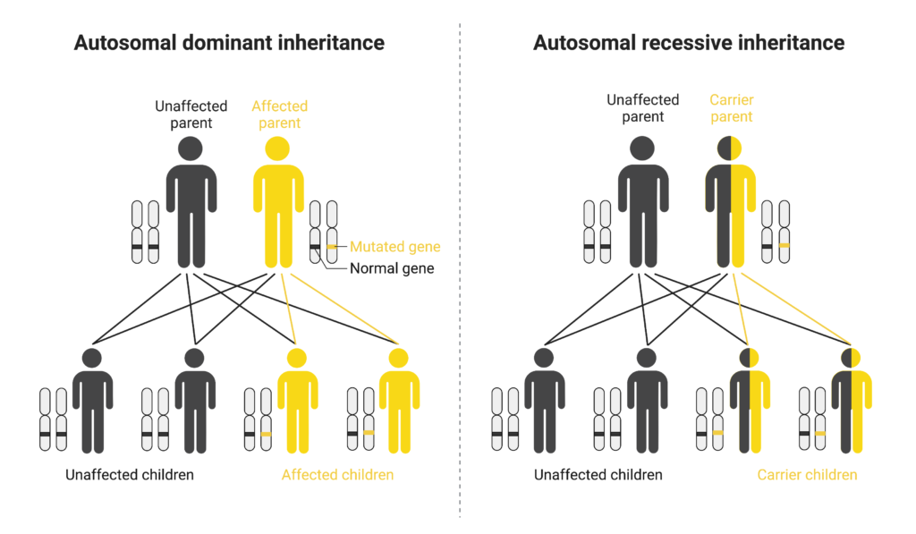 examples of single gene traits and their significance