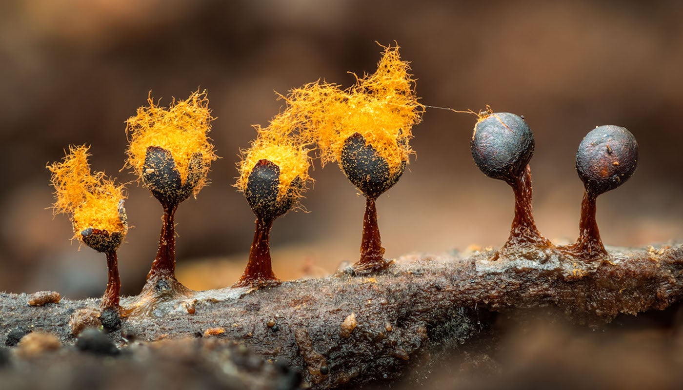 examples of slime mold in nature and research