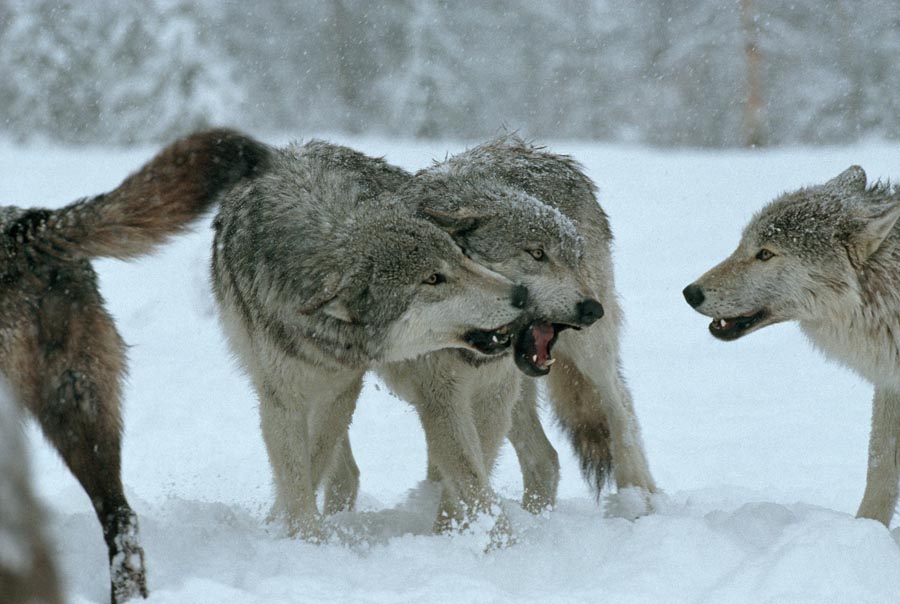 examples of social competency seen in wolves explained