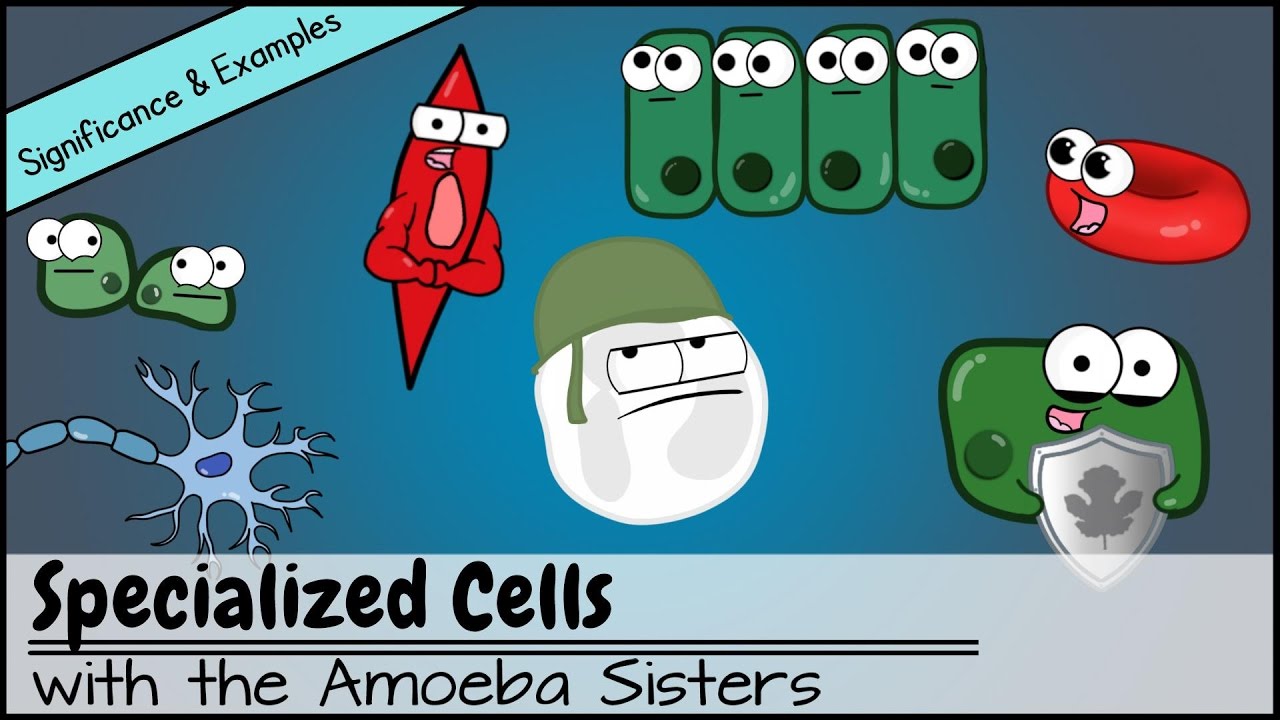 examples of specialized cells and their vital functions