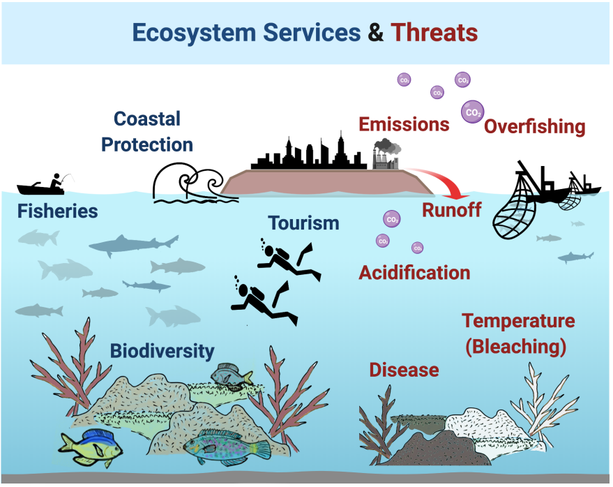 examples of stony coral and their vital ecosystem roles