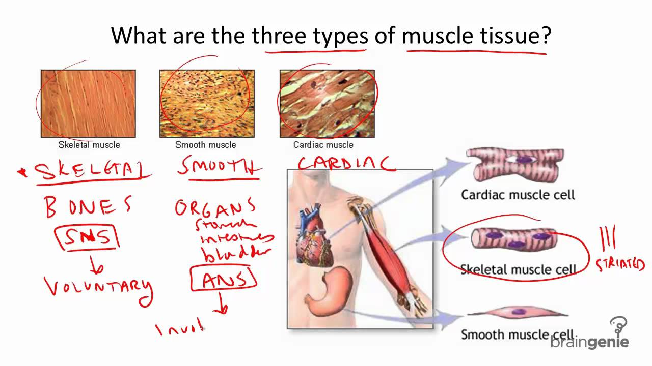 examples of striated muscle in human movement