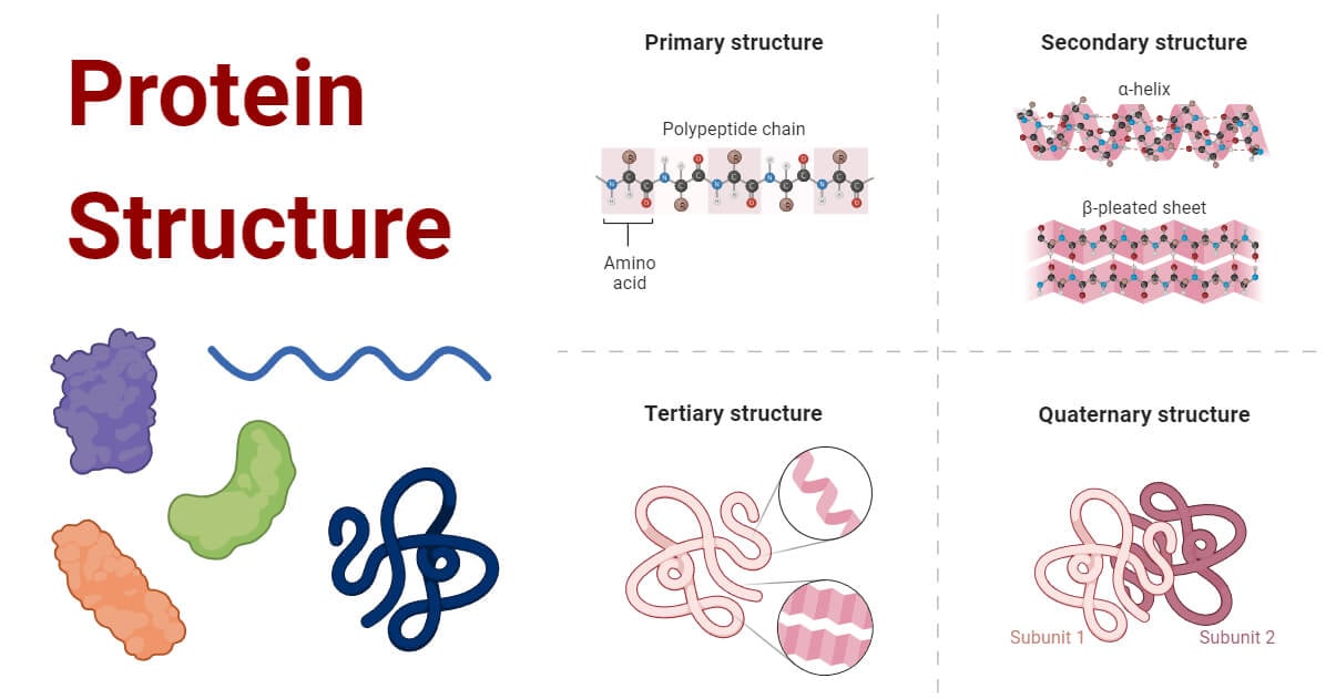 examples of structures made of proteins and providing support