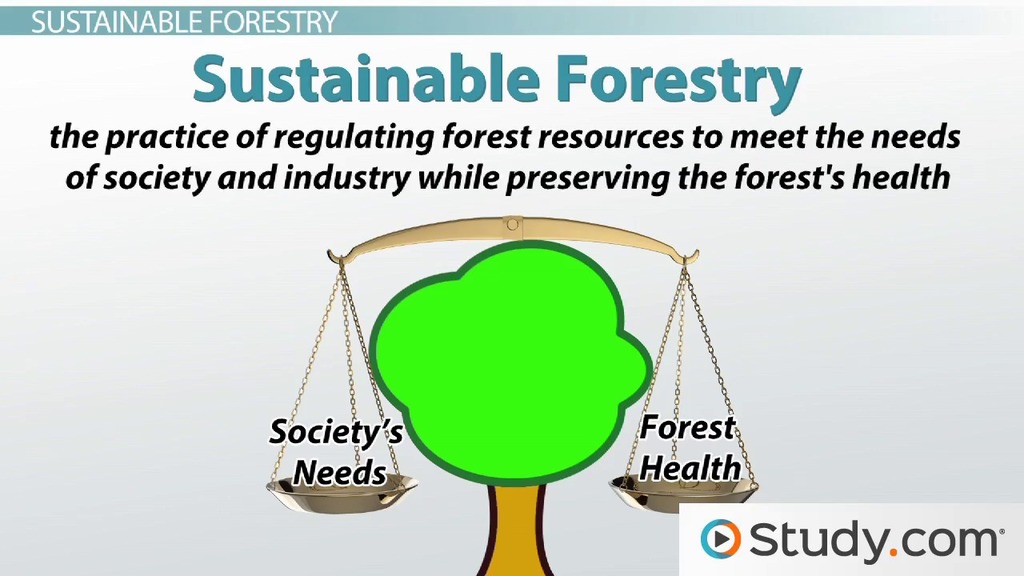 examples of sustainable living key sentences explained