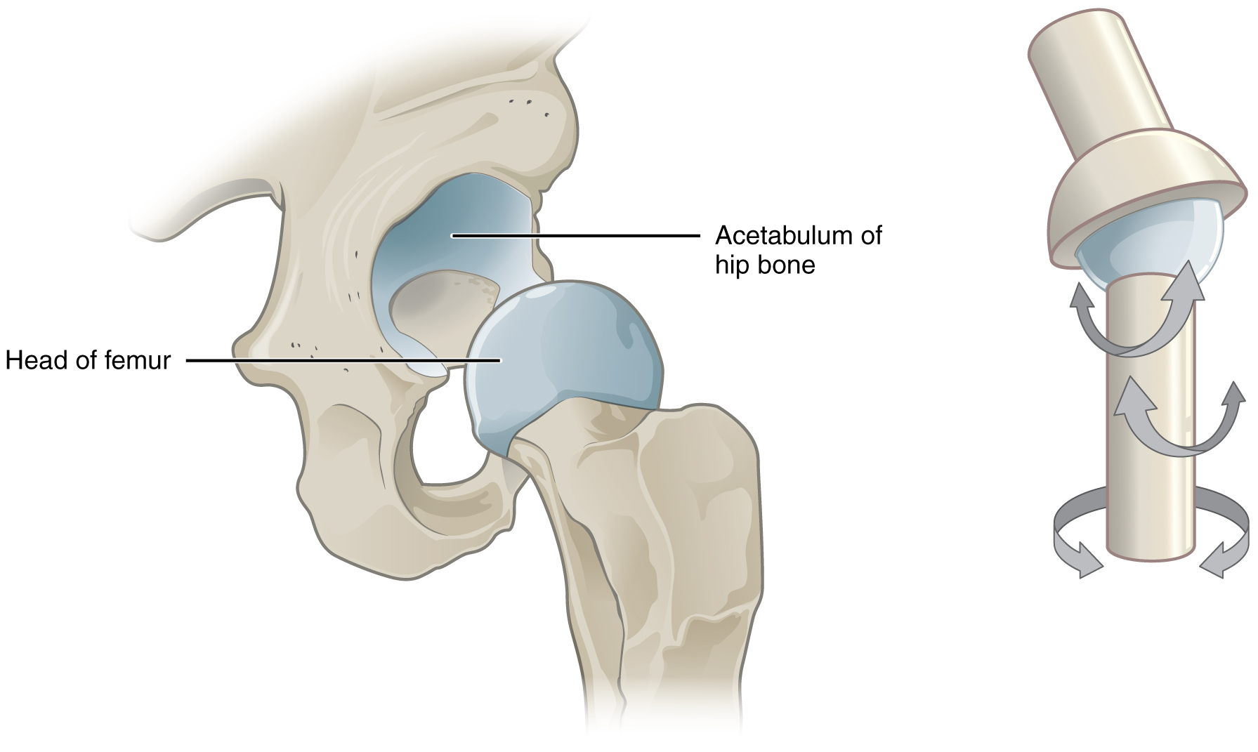 examples of synarthrosis joints and their functions explained