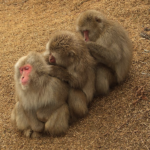 Examples of Tactile Communication in Animals You Should Know examples of tactile communication in animals you should know