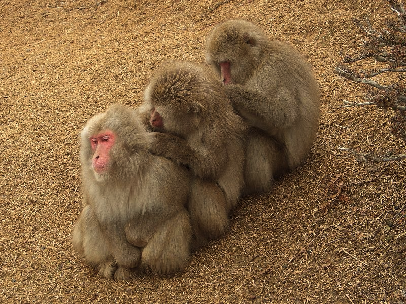 examples of tactile communication in animals you should know