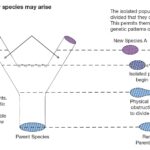 Examples of Temporal Isolation in Nature and Its Impact examples of temporal isolation in nature and its impact