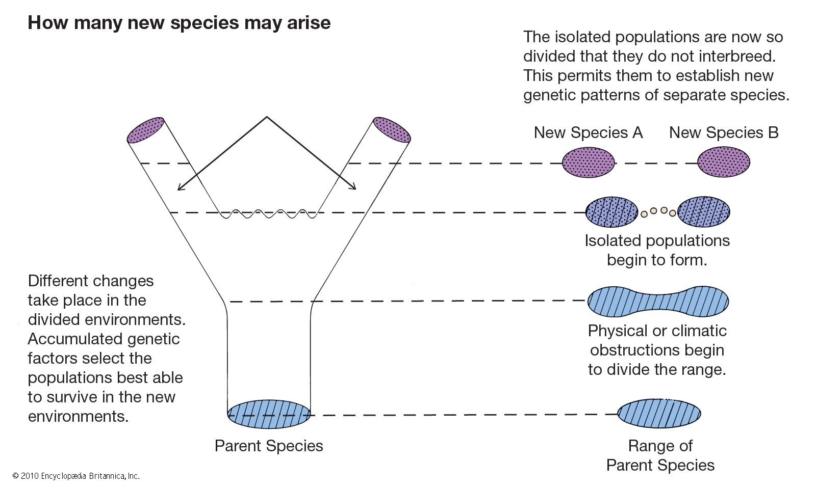 examples of temporal isolation in nature and its impact