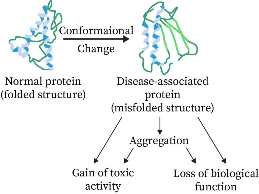 examples of tertiary structure of protein in biological functions
