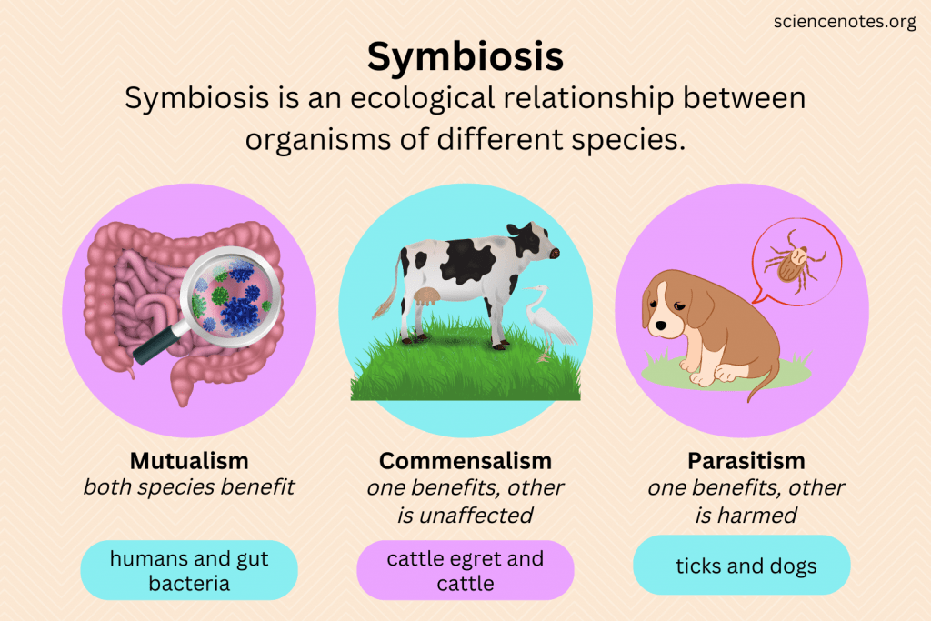 examples of the different types of symbiosis explained