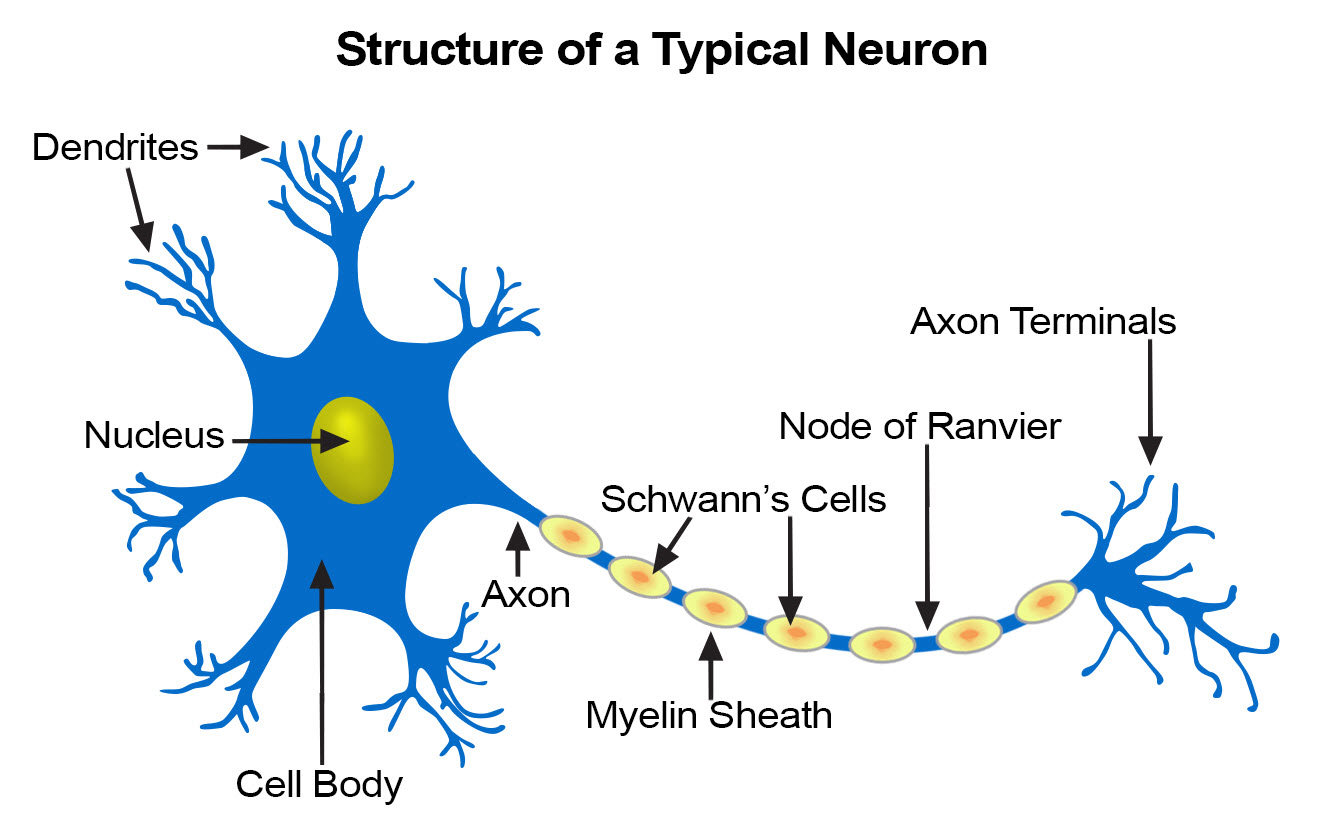 examples of the location of the nervous tissue