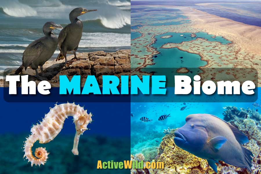 examples of the marine biome and its ecosystems