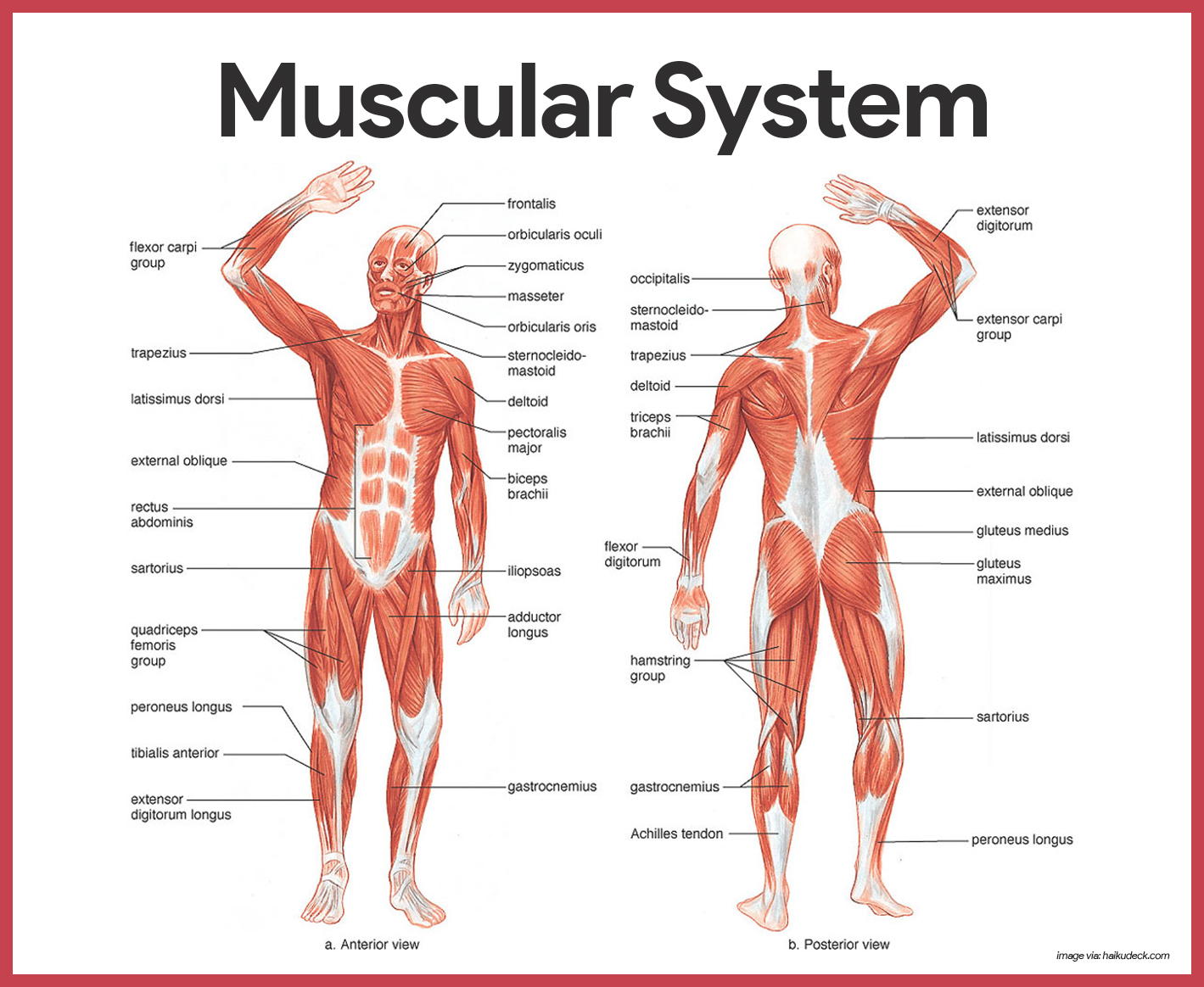 examples of the muscular system in daily life