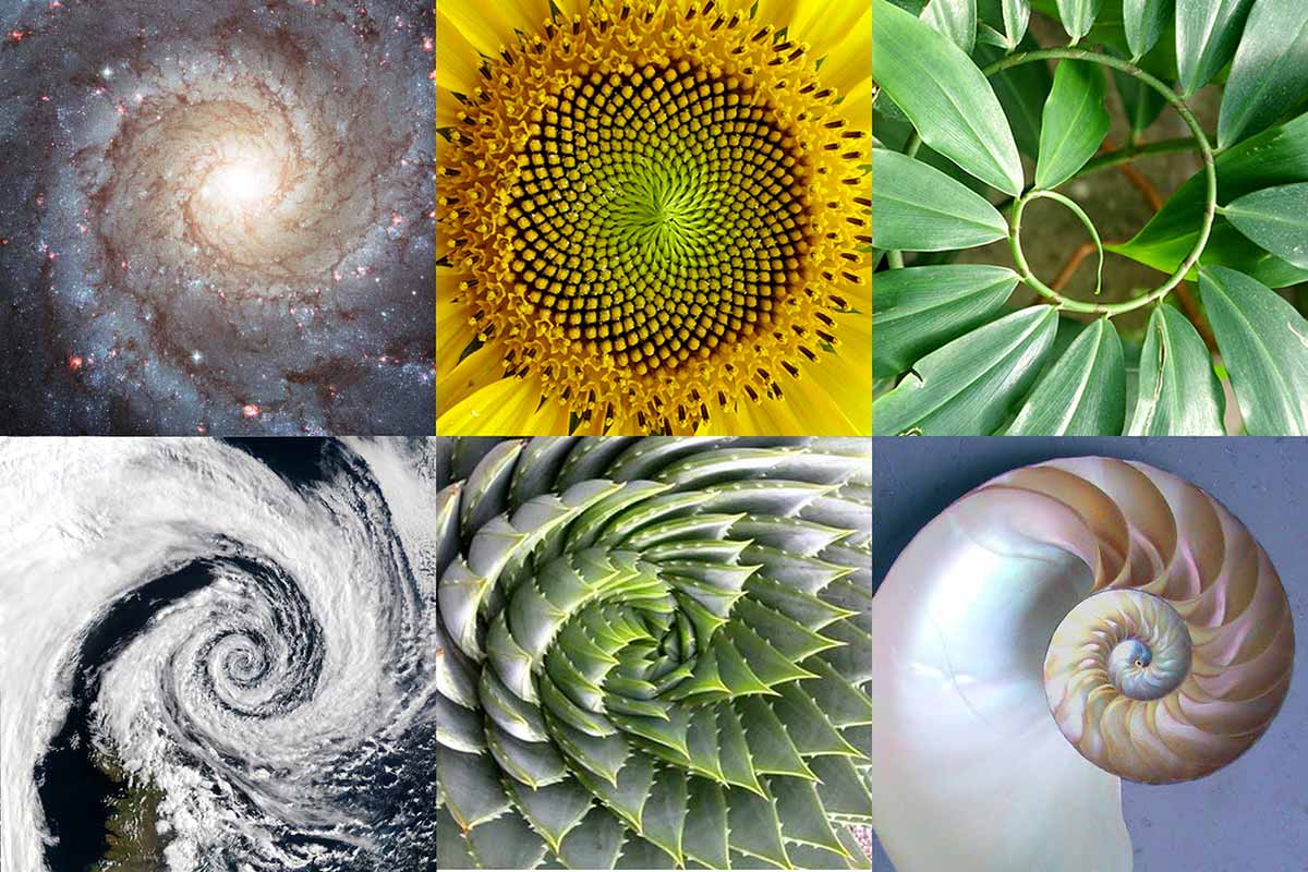 examples of the natural golden ratio in nature and art