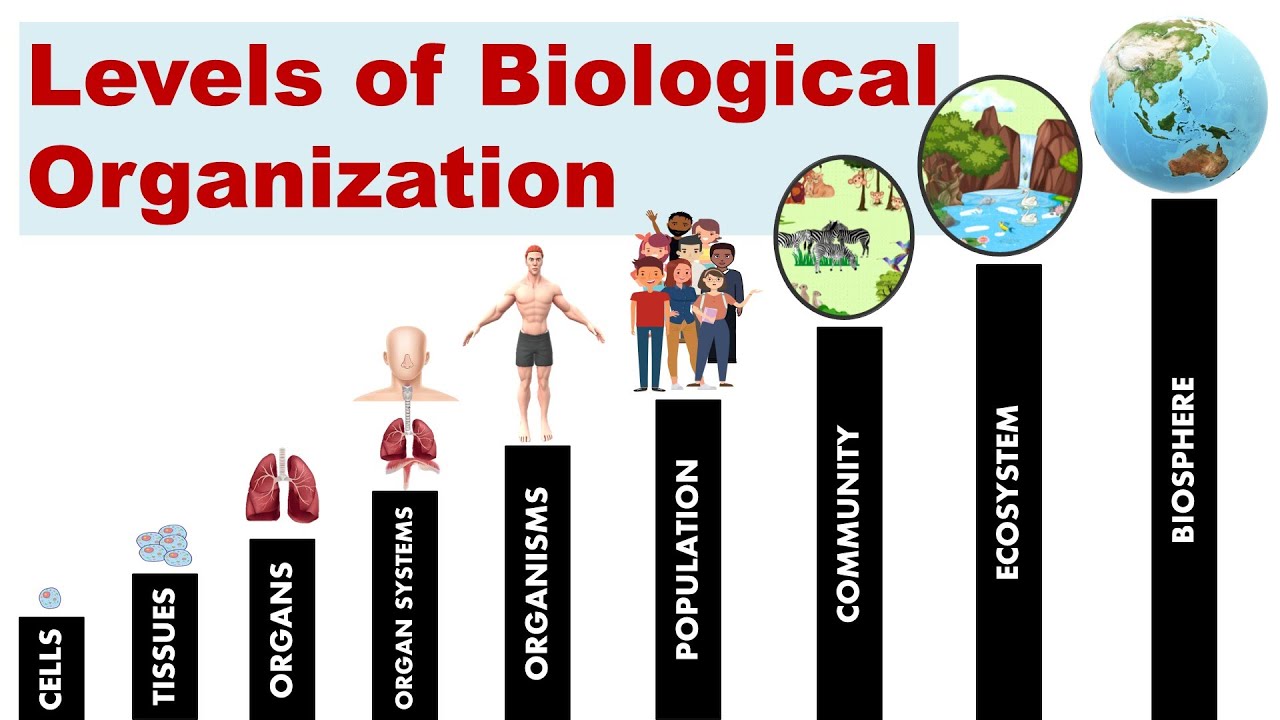 examples of the organ level of biological organization