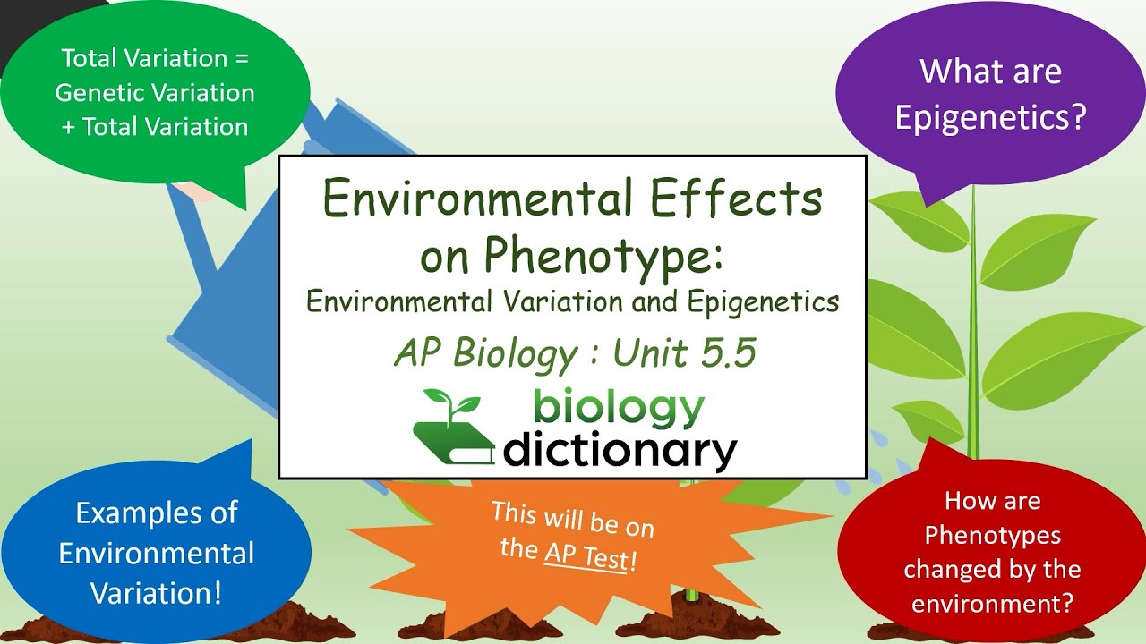 examples of the relationship between the environment and phenotype