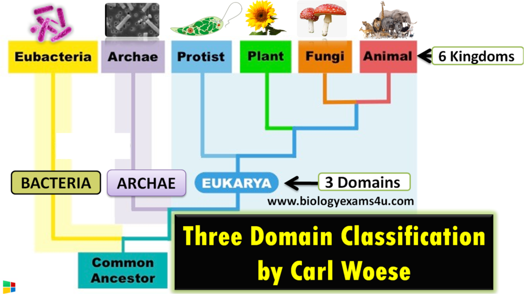 examples of the three domains of life explained