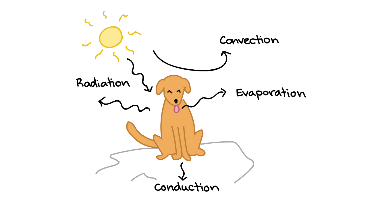 examples of thermoregulation how organisms adapt to climate