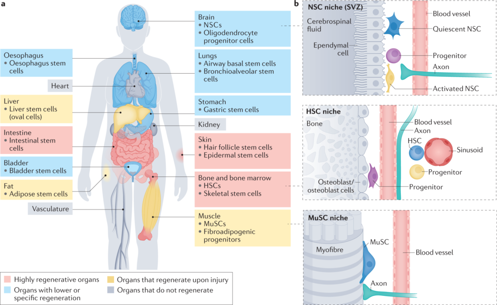 examples of tissue aging key changes to recognize