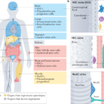 Examples of Tissue Aging: Key Changes to Recognize examples of tissue aging key changes to recognize