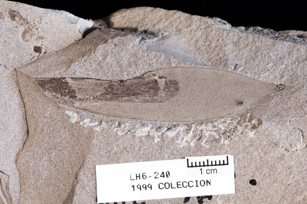 examples of trace fossils in prehistoric ecosystems