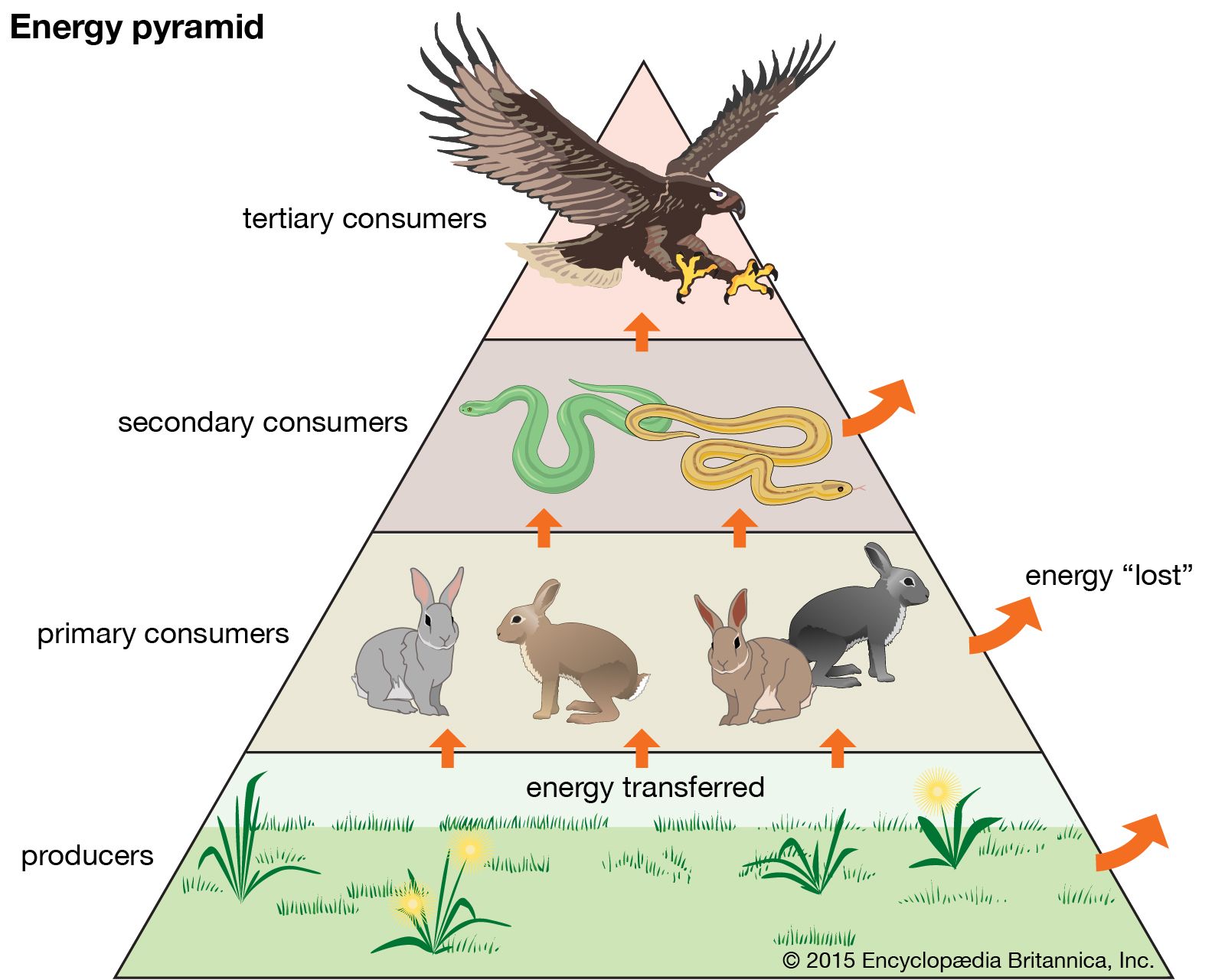 examples of trophic cascade in ecosystems