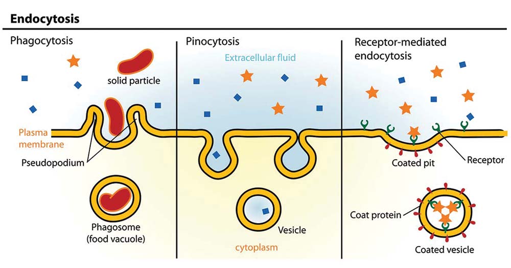 examples of types of endocytosis in cellular processes