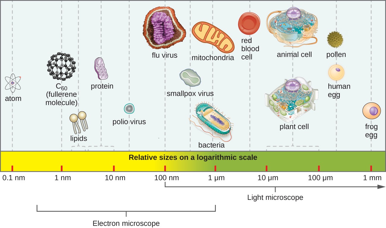 examples of types of microorganisms and their roles