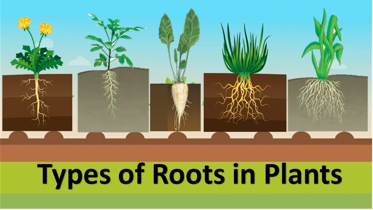 examples of types of roots and their functions in plants