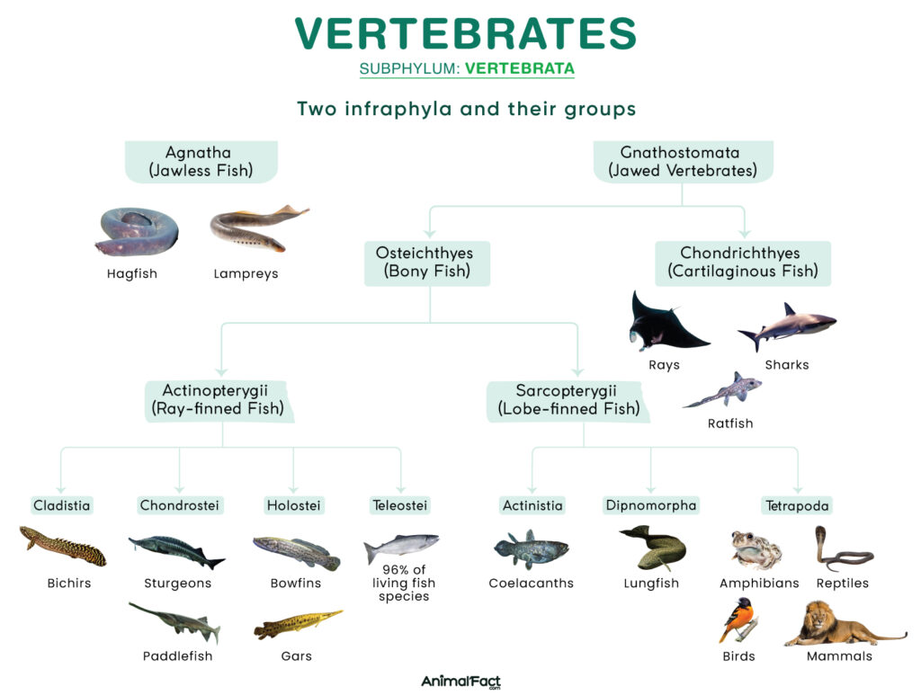 examples of types of vertebrates a comprehensive overview