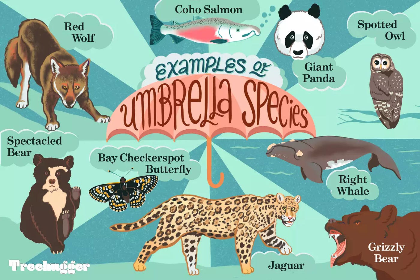 examples of umbrella species and their conservation impact