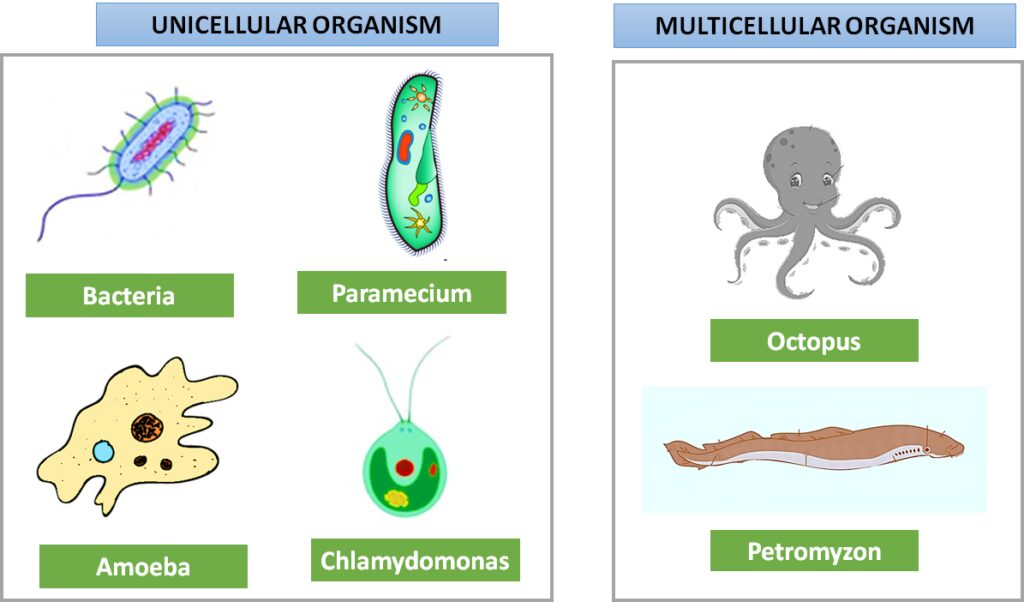 examples of unicellular organisms and their importance