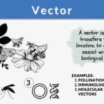 Examples of Vectors in Biology and Their Impact examples of vectors in biology and their impact