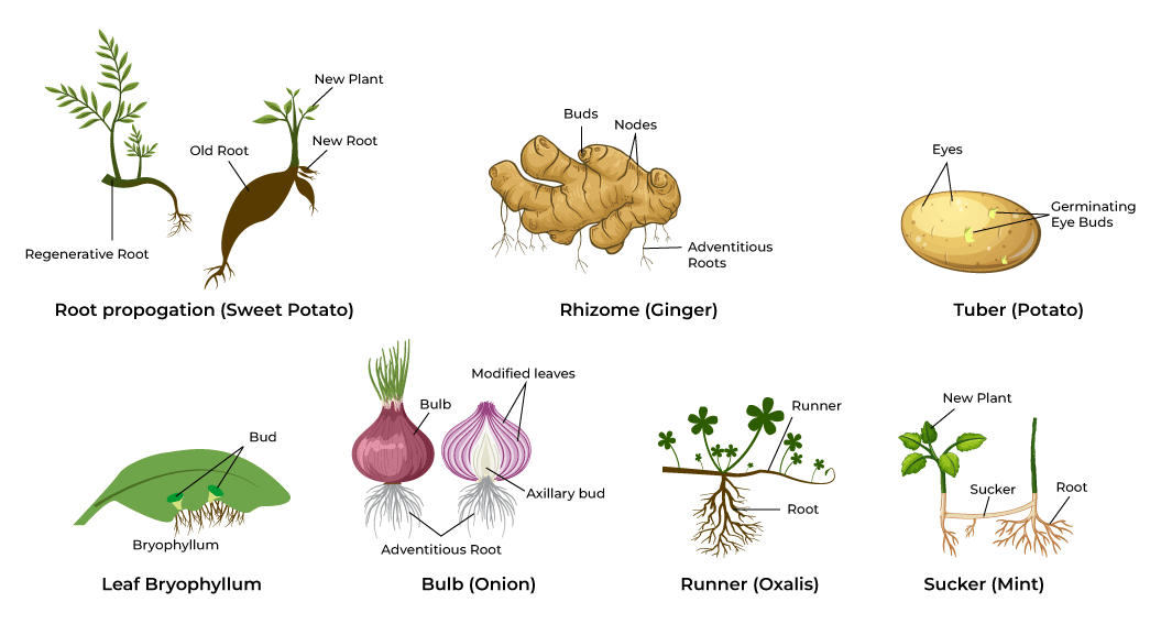 examples of vegetative reproduction choose two that apply