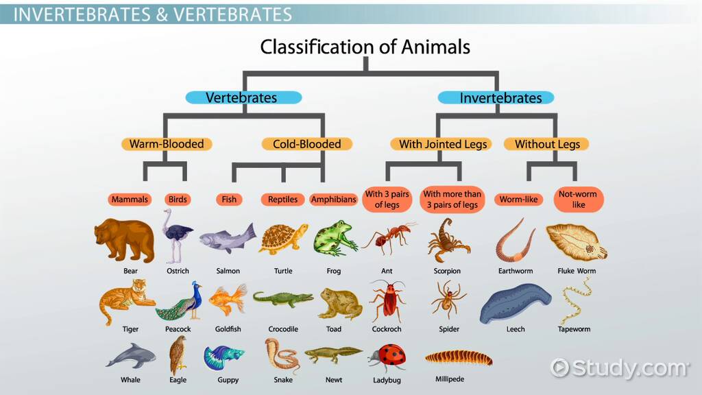 examples of vertebrates and invertebrates in nature