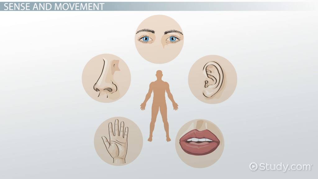 examples of vestibular vs kinesthetic sense in daily life