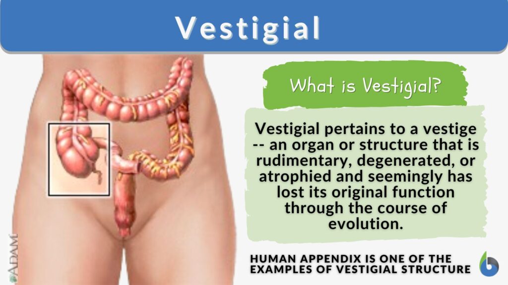 examples of vestigial structures in evolution
