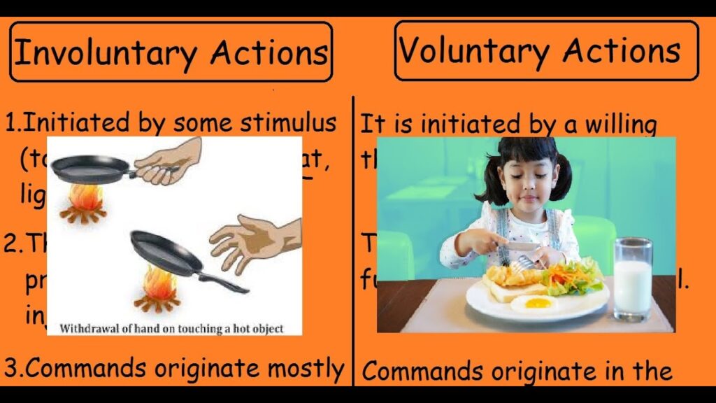 examples of voluntary and involuntary nervous system actions