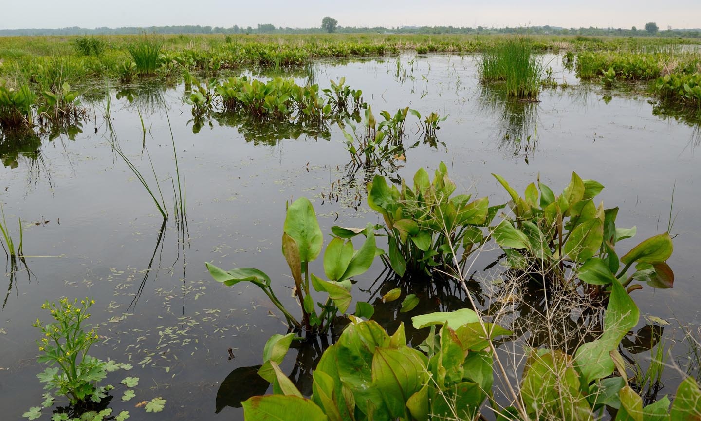 examples of wetlands and their ecological importance