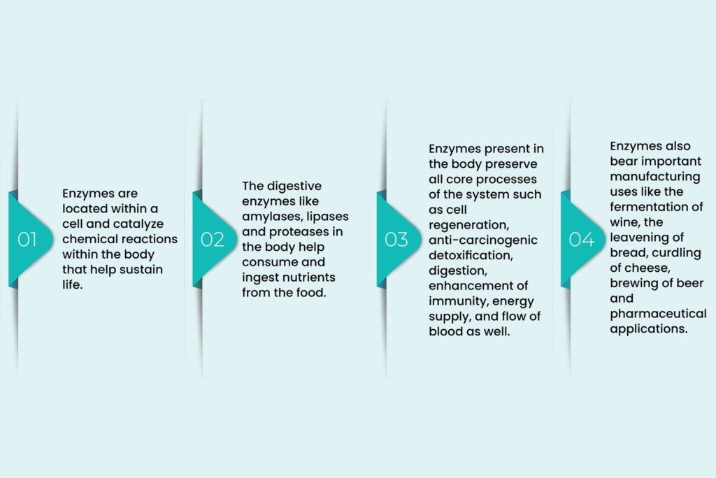 examples of what are enzymes and their essential functions
